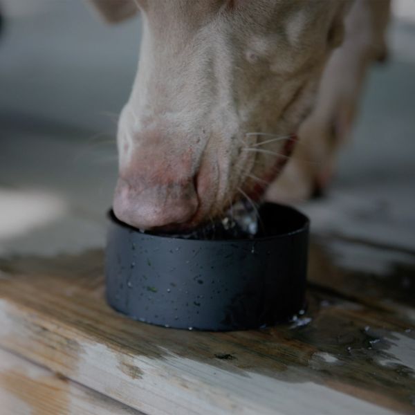 Scosche MagicMount Flask - Telefoonhouder - Insulated waterfles 650ML - MagSafe - Zwart